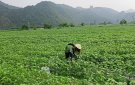 Mô hình trồng cây rau tía tô, hướng đi mới của nông dân xã Cẩm Bình, huyện Cẩm Thủy, Thanh Hóa