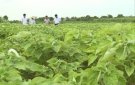 Cơ chế, chính sách hỗ trợ khuyến khích phát triển cây Gai xanh trên địa bàn huyện Cẩm Thủy năm 2022 và giai đoạn 2021 – 2023