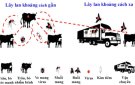 BỆNH VIÊM DA NỔI CỤC TRÂU BÒ LÀ GÌ? NGUY HIỂM RA SAO? CÁCH PHÒNG CHỐNG BỆNH