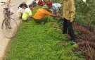 Xã Cẩm Bình ra quân tổng dọn vệ sinh môi trường và giải tỏa hành lang ATTG chào mừng ngày Đại đoàn kết toàn dân 18/11